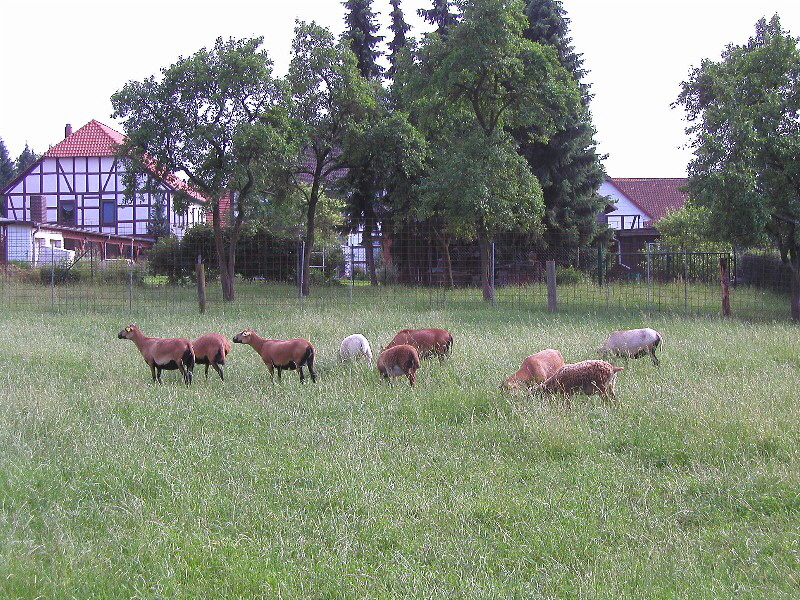 Kameruns in Weide 15.6.02klein