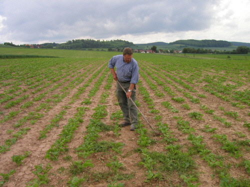 Rbenhacken klein Rheit 5.6.02