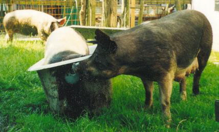 Sau in Wanne II