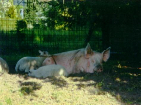 Siesta